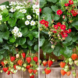 Set Balkon-Erdbeeren, im ca. 11 cm-Topf 