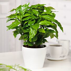 Kaffeepflanze Arabica, Höhe ca. 15-25 cm 