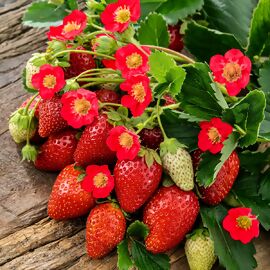 Balkon-Erdbeere, rotblütig 