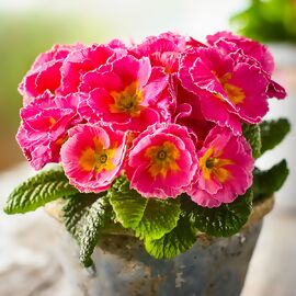 Rose Primrose Girl's Delight Pink Shades®,  im ca. 11 cm-Topf 