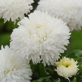 Gänseblümchen Tasso White, im ca. 11 cm-Topf 