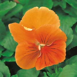 Edel-Veilchen Orchi® Orange, im ca. 11 cm-Topf 