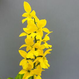 Freilandorchidee Duftorchidee, gelb 