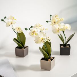 Kunstpflanze Orchideen im Keramiktopf, 3er-Set 