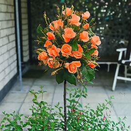 Oranger Rosen-Stamm, im ca. 26 cm-Topf 