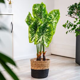Kunstpflanze Philodendron, 85 cm 