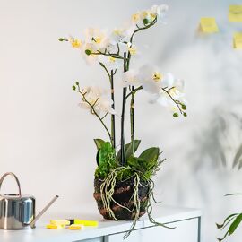 Kunstpflanze Orchidee im Erdballen mit Farn, creme 