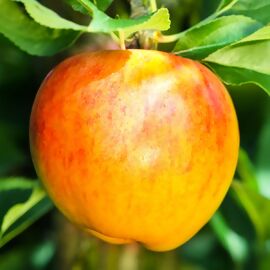 BIO Apfel Alkmene, im ca. 23-Topf 