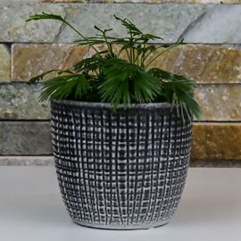 Mini-Pflanze Palmwedel-Farn Tiny, Höhe ca. 5-10 cm 