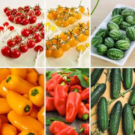 Gemüsepflanzen-Set  Snackgemüse 