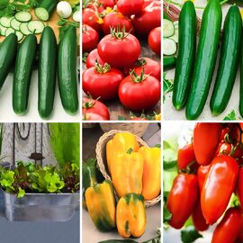 Gemüsepflanzen-Set Bunter Salatteller, 5 + 1 gratis 