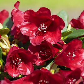 Zwerg-Rhododendron Lilly Bell Love, im ca. 19 cm-Topf 
