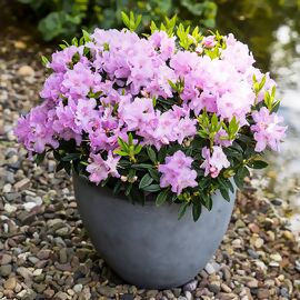 Zwerg-Rhododendron Lilly Pearl, im ca. 19 cm-Topf 