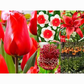 Blumenzwiebel-Set Roter Frühling 