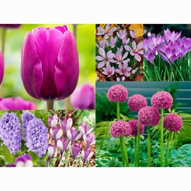 Blumenzwiebel-Set Violetter Frühling 
