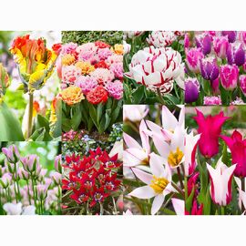 Blumenzwiebel-Set Tulpen Spezial 