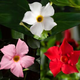 Sommerblumen Set, Dipladenien, rot-rosa-weiß 