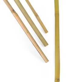 Bambusstäbe 10stk, 100cm 