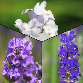 Stauden-Set Englische Lavendel-Vielfalt 