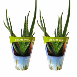 Zimmerpflanzen-Set Aloe Mix 