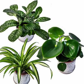 Zimmerpflanzen-Set Grünpflanzen, tropisch 