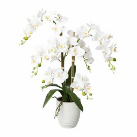 Kunstpflanze Phalaenopsis im Keramiktopf, weiß, 67 cm 