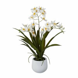 Kunstpflanze Cambria-Orchidee im Keramiktopf, weiß, 50 cm 