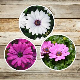 Sommerblumen Set Kapkörbchen, violett-rosa-weiß 