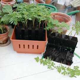 Minigewächshaus Rootmaster für 32 Pflanzen 