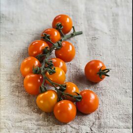 Tomatenpflanze Cherrytomate Solena Sweet Orange, veredelt 
