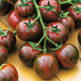 Tomatenpflanze Cocktailtomate Zebrino 
