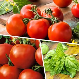 Gemüsepflanzen-Set Tomate-Mozzarella-Mix 