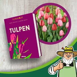 Set Tulpen Buch und Herbsttulpen 