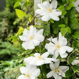 Clematis Madame le Coultre 