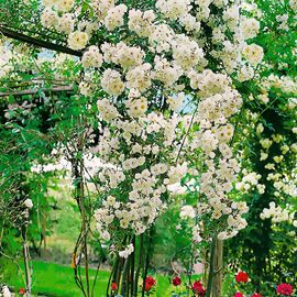 Kletterrose Blütenwolke, im ca. 23 cm-Topf 
