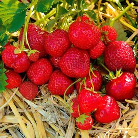 Erdbeerpflanze Hummi's® Sengana®-Selektion, im ca. 9 cm-Topf 