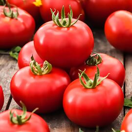 Tomatenpflanze Stabtomate 