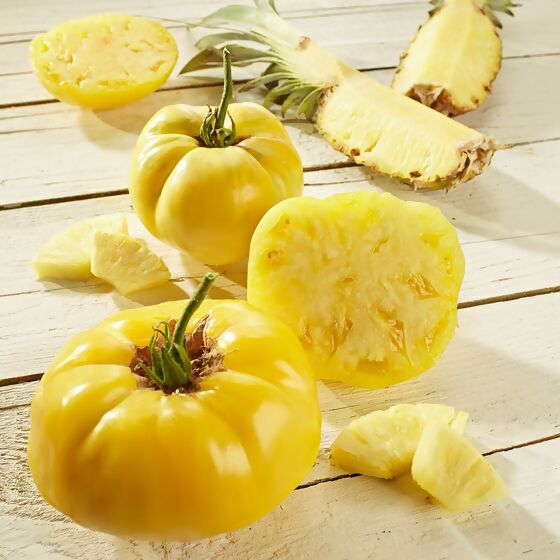 Tomatenpflanze Fleischtomate, gelb