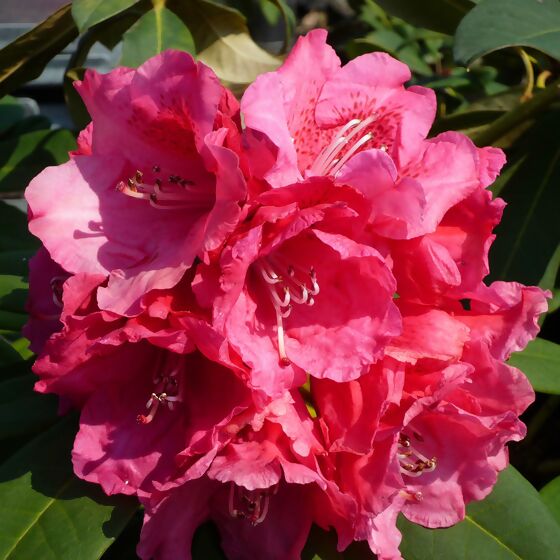 Rhododendron Rote Liebe, im ca. 17 cm-Topf