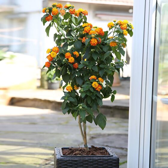 Wandelröschen-Stamm, orange, im ca. 19 cm-Topf