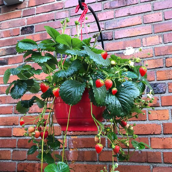 Erdbeer-Ampel, im ca. 27 cm-Ampeltopf