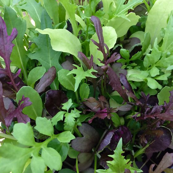 Samenmischung Asia Baby-Leaf-Salat
