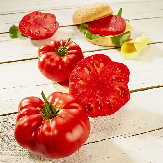 Tomatenpflanze Fleischtomate Buffalosteak, veredelt