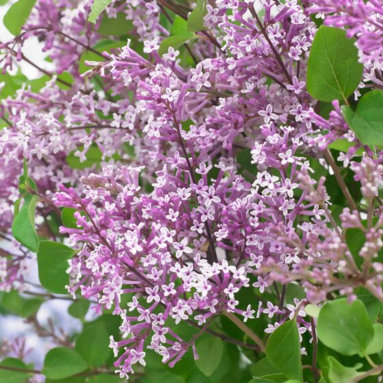 Duftflieder-Stämmchen Flowerfesta®, lila