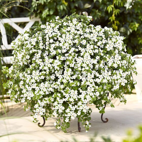 Weiße Schneeflockenblume