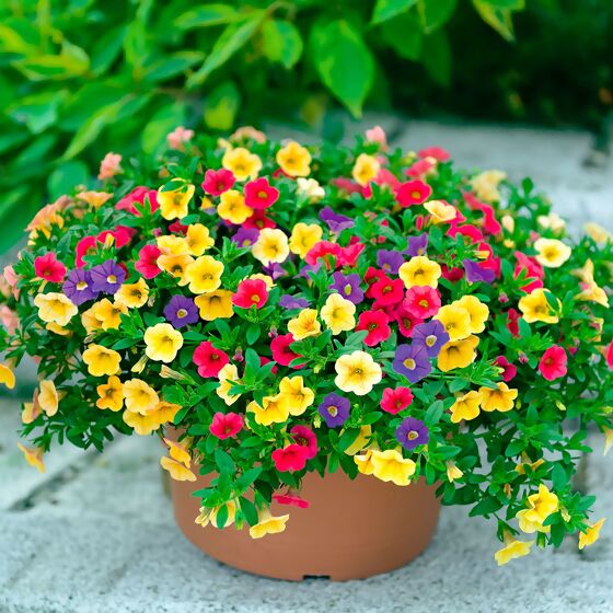 Sommerblumen-Set Buntes Gartenparadies, 5+1 gratis