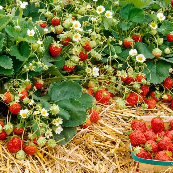 Erdbeer-Naschwiese, im ca. 9 cm-Topf