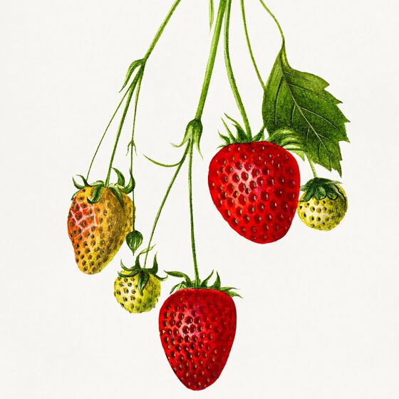 Erdbeere Mieze Schindler, im ca. 9 cm-Topf