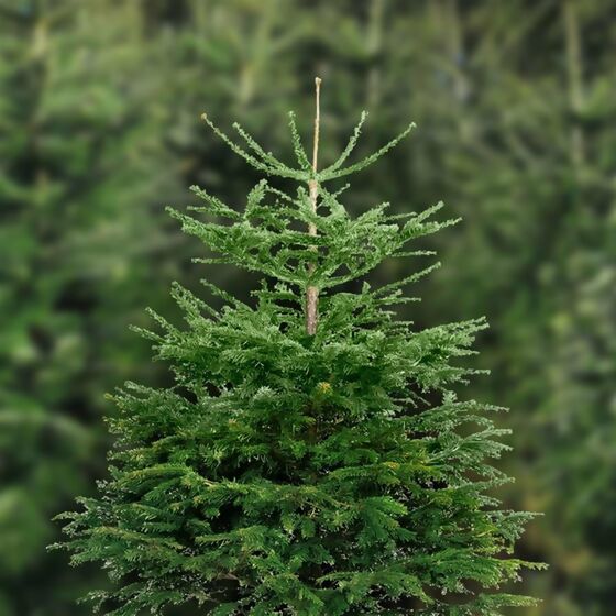 Weihnachtsbaum Nordmanntanne 100-150 cm, frisch geschlagen