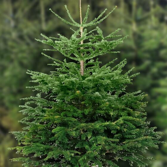 Weihnachtsbaum Nordmanntanne 175-200 cm, frisch geschlagen